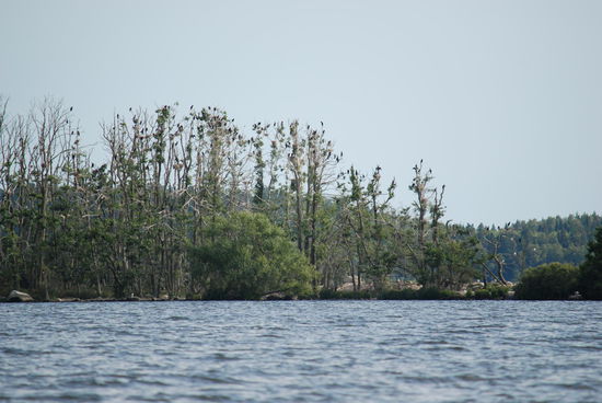 die Geier warten schon (Kormorane)