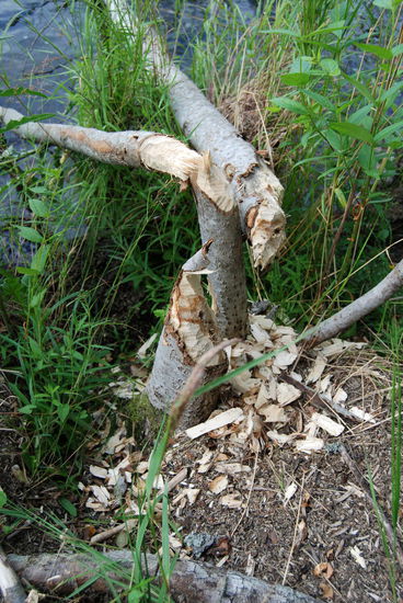 Biber waren auch schon da