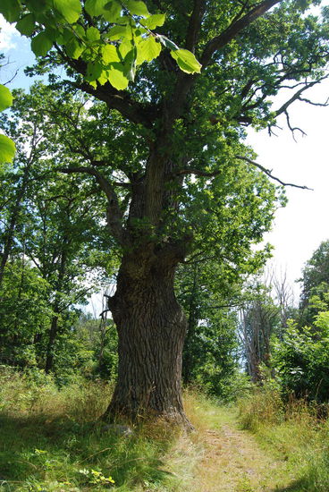 alte Eichen auf der Insel