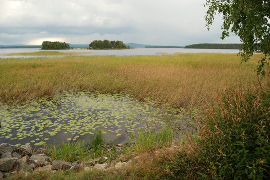 am Ufer des Pielinen
