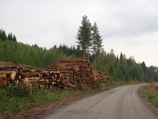 Holz, ein wichtiges Produkt aus Finland