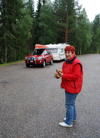 Pilze satt, nur mal eben neben der Straße gesammelt