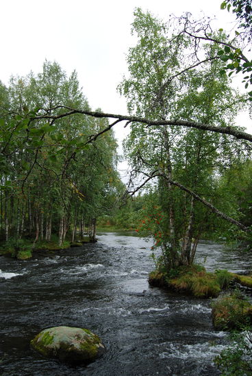 an den Stromschnellen des Kitkanjokis in Käylä