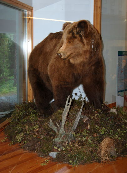 ausgestopfter Braunbär