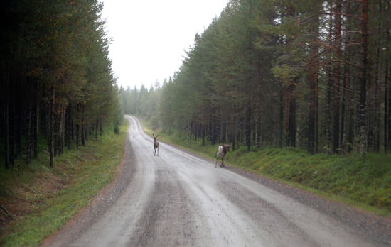 auf dem Rückweg trafen wir immer wieder Rentiere