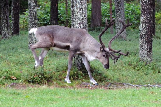 Besuch auf dem Campingplatz
