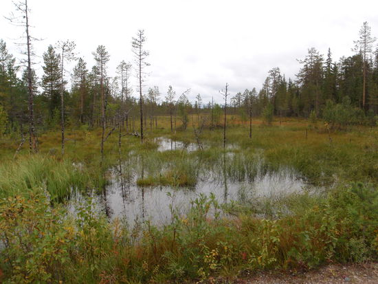 auf dem Weg in Richtung Oulanka Nationalpark-Zentrum