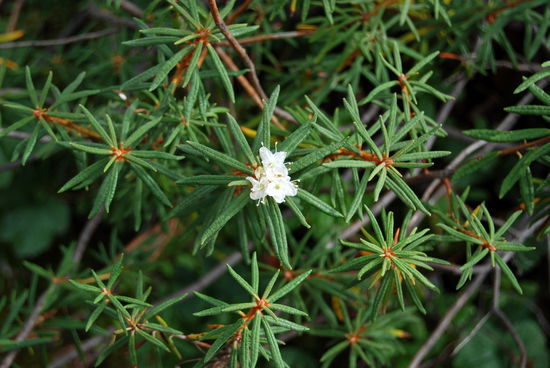 blühender Sumpfporst (Rhododendron tomentosum)