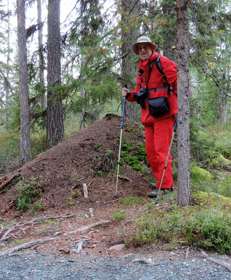übliche Größe der Ameisenhaufen im Norden
