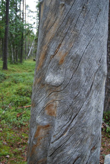 im Nationalpark gab es noch viele alte abgestorbene Bäume, die silbern im Wald leuchten