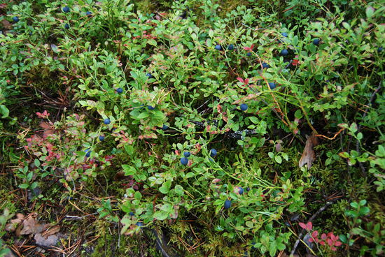 immer wieder Blaubeeren satt