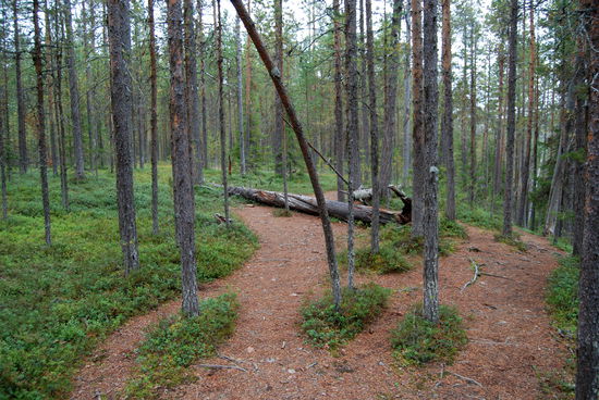 der Weg führt durch den lichten Wald oberhalb des Flusses