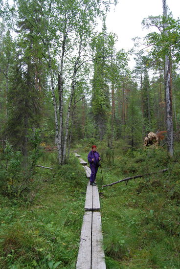 Bohlenwege führen durch sumpfige Stellen im Wald