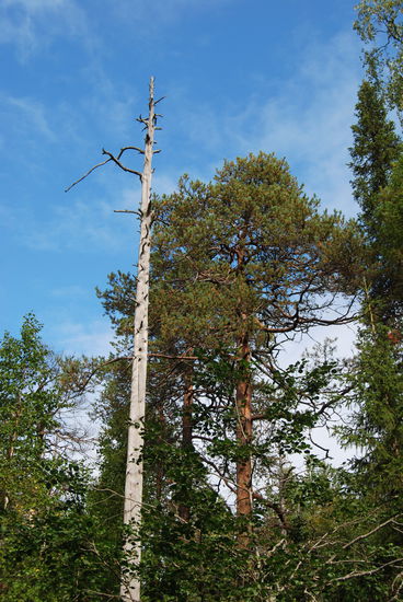 auch hier gab es silberne Bäume
