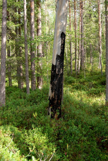Spuren früherer Waldbrände