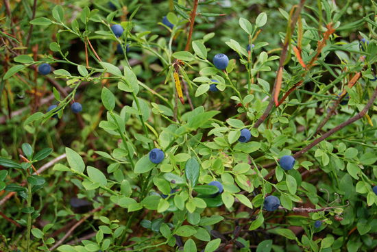 immer wieder was zu naschen