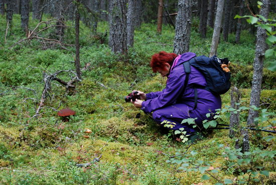 immer wieder Pilze als Fotomotive