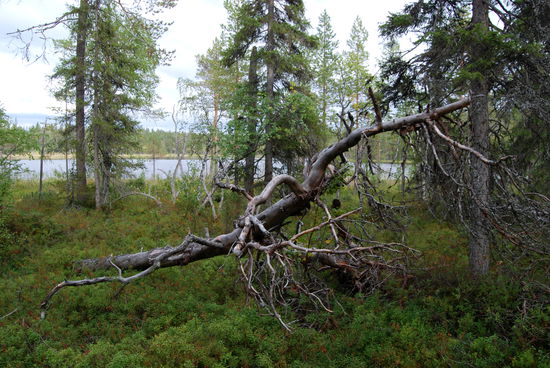 abgestorbene Bäume bleiben liegen