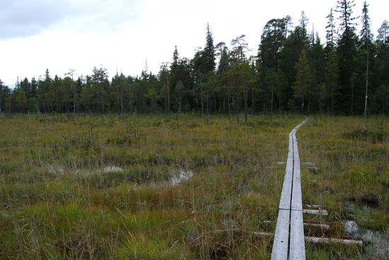 Bohlenweg durch den Sumpf