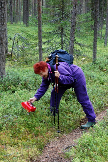 Christa plockar blåbär