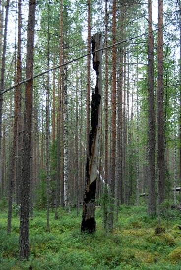 immer wieder verkohlte Baumstämme