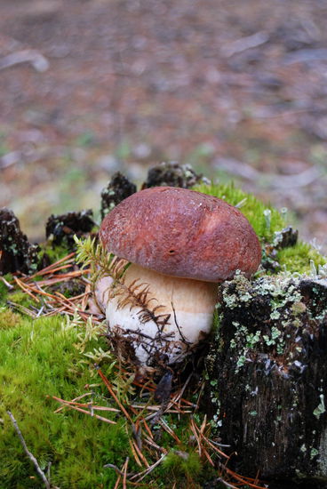 KarlJohan, stensopp, Steinpilz, unser Middag von morgen