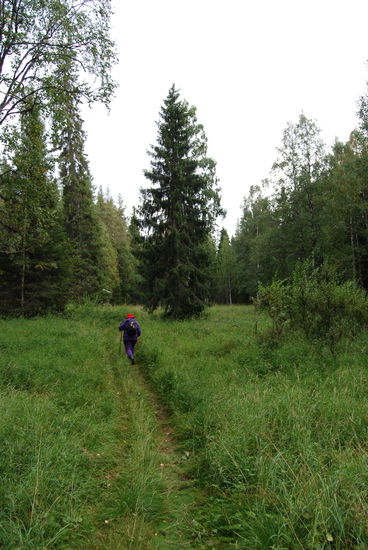 ein kleines Stück Wiesenlandschaft