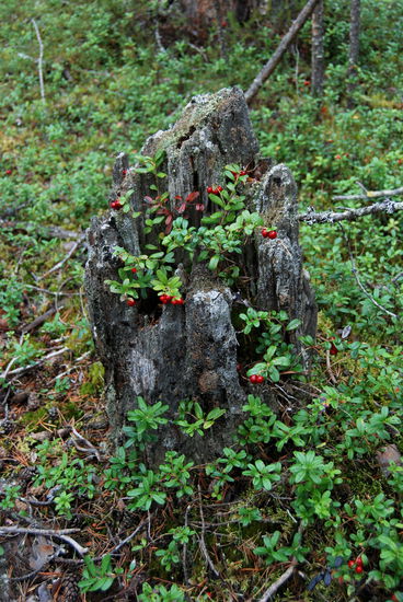 Lingon, Preiselbeeren