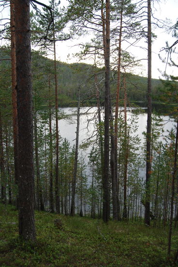der See Talvilampi schimmert durch die Bäume