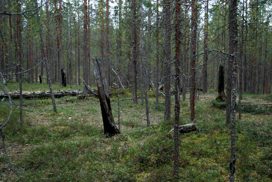 immer wieder verkohlte Bäume neben dem Weg