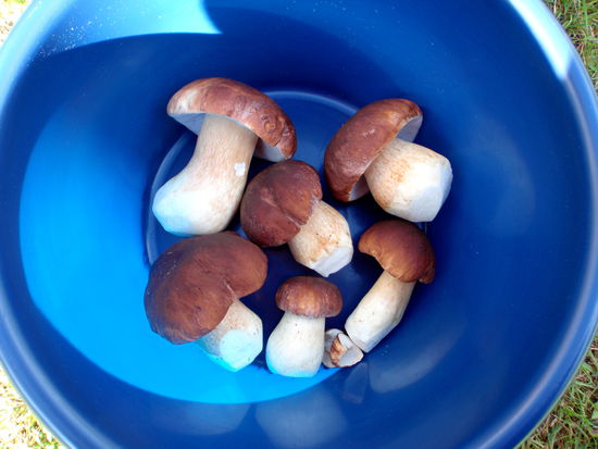 abends sollte es die Steinpilze geben, die wir gestern gefunden hatten, lecker!