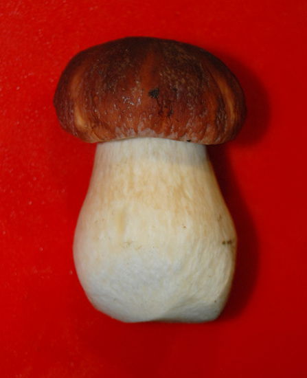 zum Middag gab es leckere Steinpilze