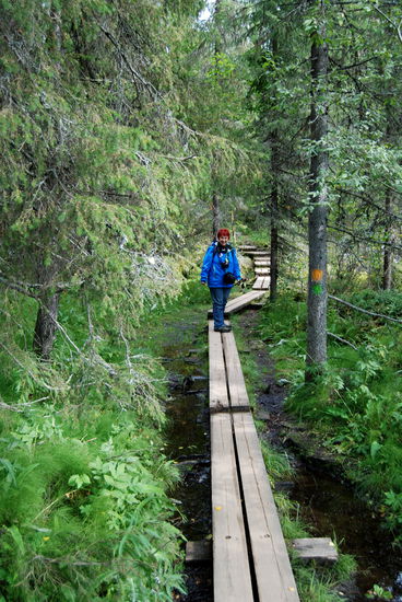 über Bohlenwege ging es
