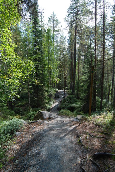 kurzer Weg durch den lichten Wald