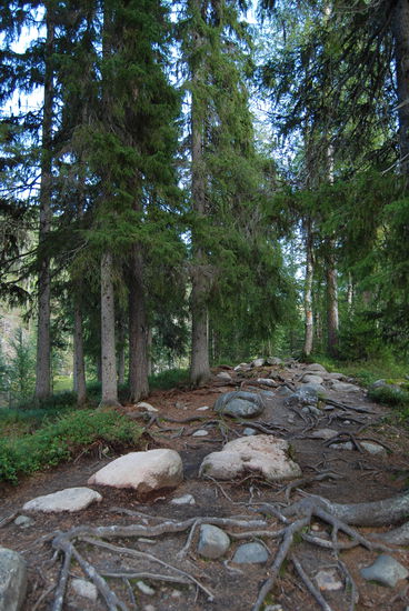 weiter über Stock und Stein