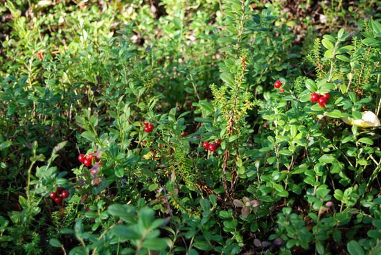 Lingon, Preiselbeeren als Wegzehrung