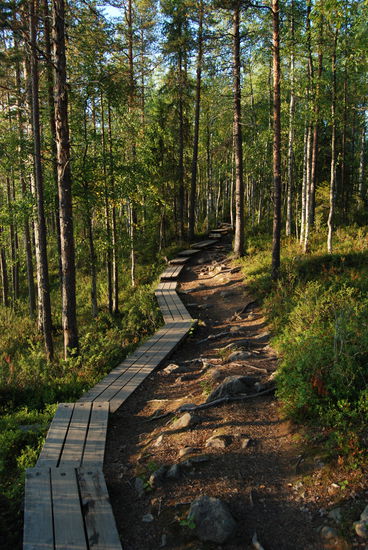 über Bohlenwege ging es zurück