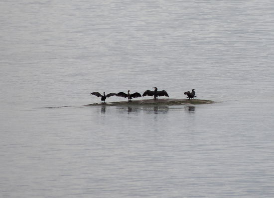 Kormorane trocknen ihre Flügel