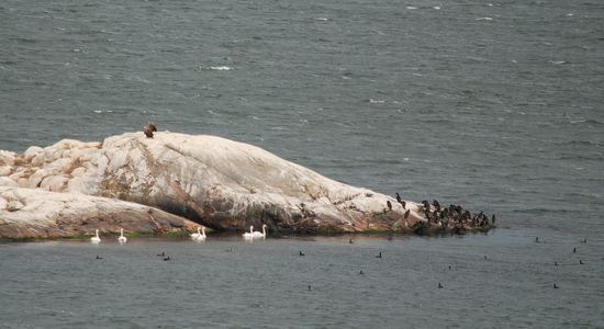 viele verschiedene Seevögel sieht man überall auf den Schären