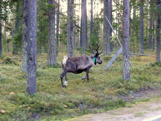 immer wieder Rentiere neben