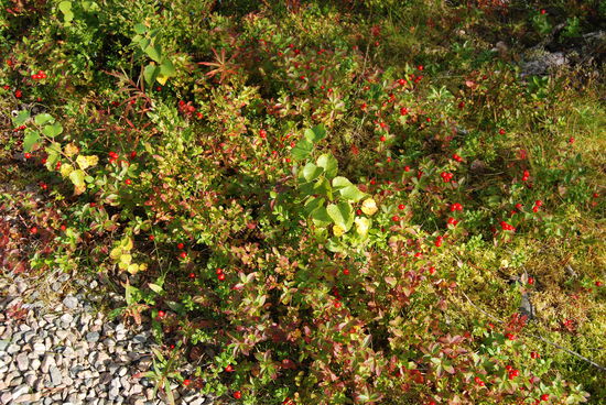 Hönsbär, schwedischer Hartriegel (Cornus suecica)