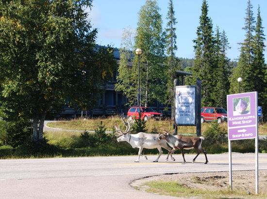 Rentiere vor dem Informationszentrum