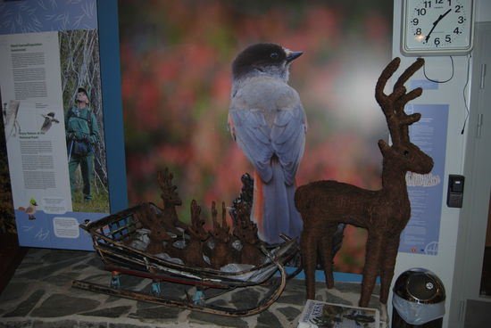 unser Lieblingsvogel Lavskrika (Unglückshäher) im Informationszentrum