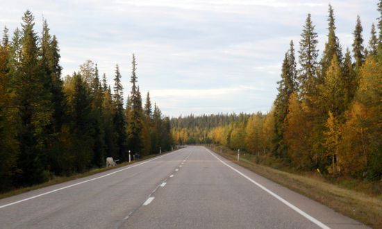 ...und Wälder mit Rentieren