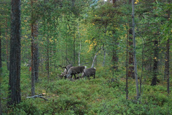 Rentiere am Campingplatz