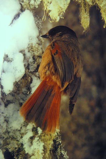 Lavskrika (Perisoreus infaustus) - Kuukkeli - Unglückshäher