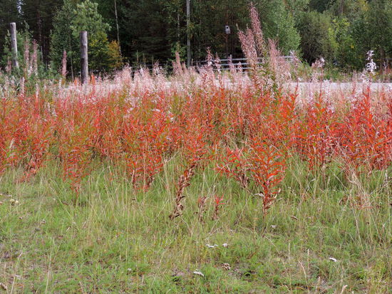 abgeblühte Weidenröschen