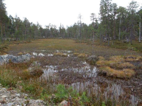 immer wieder Sumpf und Moore