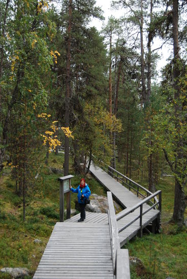zurück die Treppen hinunter, Informationstafeln informieren über die Beeren des Waldes