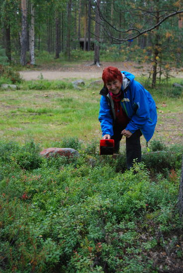 noch ein bißchen Blaubeerplockern auf dem Campingplatz